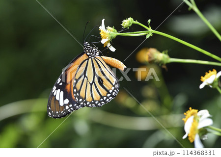 蝶 チョウ 蝴蝶 114368331