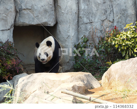 動物園のパンダ 動物園のパンダ 114368332