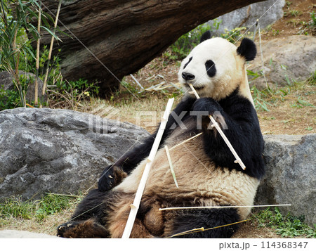 竹を食べる動物園のパンダ 114368347