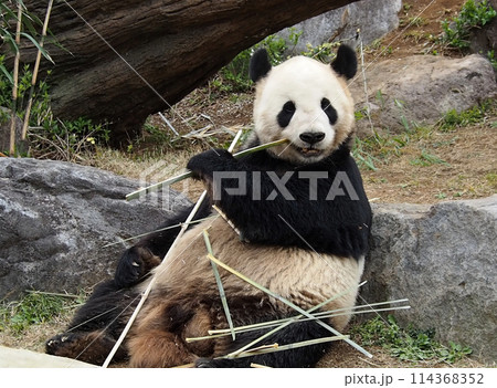 竹を食べる動物園のパンダ 竹を食べる動物園のパンダ 114368352