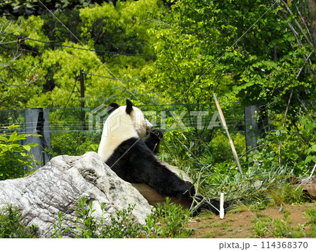 竹を食べる動物園のパンダ 竹を食べる動物園のパンダ 114368370