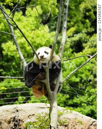 木に登った動物園のパンダ 114368387