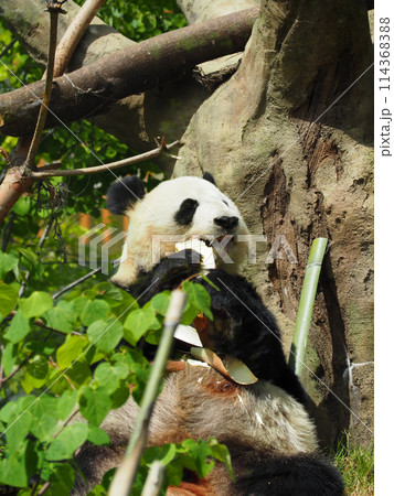 タケノコを食べる動物園のパンダ 114368388