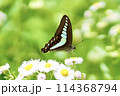 ハルジオンの花にとまるアゲハ 114368794