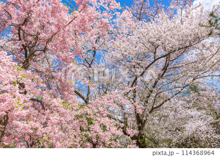 満開の桜　小諸城址・懐古園（長野県小諸市）　日本さくら名所100選 114368964