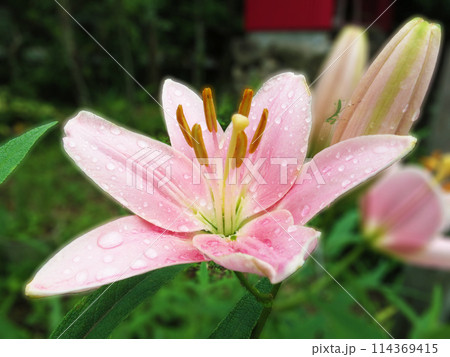 ユリと小さなカマキリ 114369415