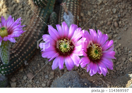 ピンク色のサボテンの花 ピンク色のサボテンの花 114369597
