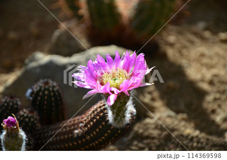 ピンク色のサボテンの花 ピンク色のサボテンの花 114369598