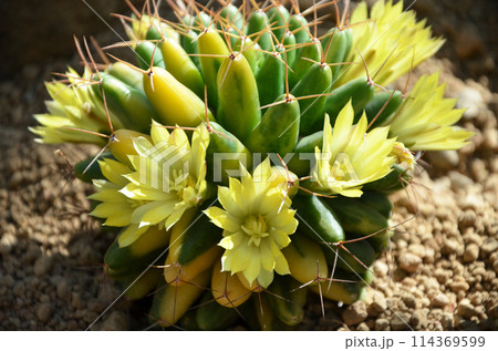 黄色のサボテンの花 黄色のサボテンの花 114369599