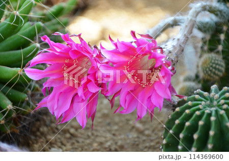 ピンク色のサボテンの花 ピンク色のサボテンの花 114369600