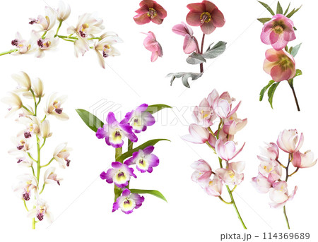 切り抜き素材セットー洋ランとクリスマスローズ 114369689