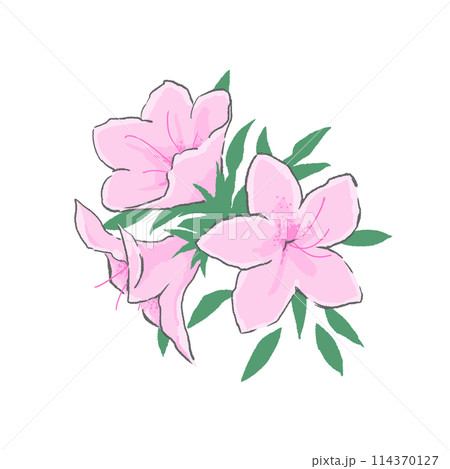 シンプルなピンクのツツジのイラストのイラスト素材 [114370127] - PIXTA