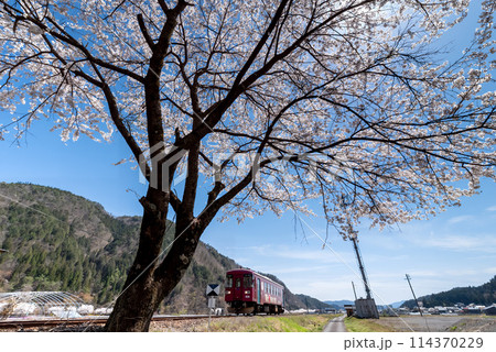 満開の桜の下を走る列車 満開の桜の下を走る列車 114370229
