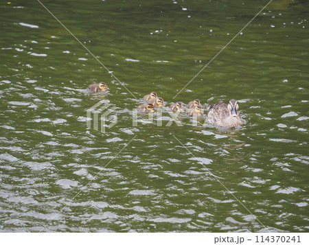 カルガモ 114370241