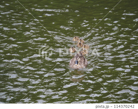 カルガモ 114370242