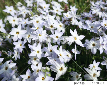 花ニラの花 花ニラの花 114370334
