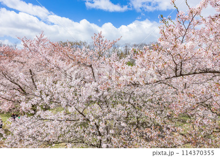 満開の桜　小諸城址・懐古園（長野県小諸市）　日本さくら名所100選 114370355