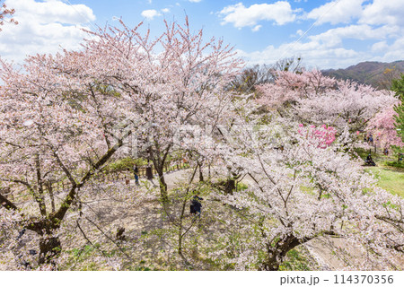 満開の桜　小諸城址・懐古園（長野県小諸市）　日本さくら名所100選 114370356