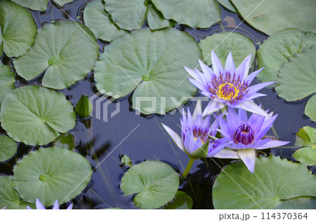 鮮やかに咲き誇る薄紫色の熱帯スイレン 鮮やかに咲き誇る薄紫色の熱帯スイレン 114370364