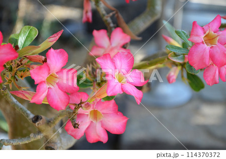 鮮やかなピンク色の花を咲かせるアデニウム・オベスム 114370372