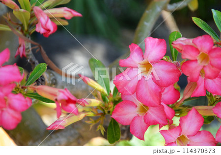 鮮やかなピンク色の花を咲かせるアデニウム・オベスム 114370373