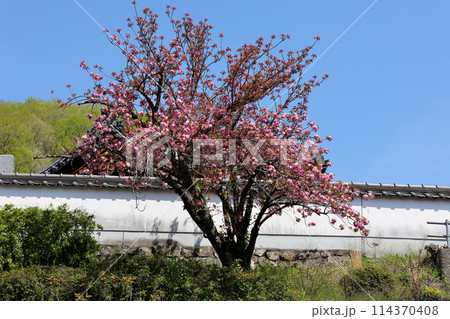 高梁市の市街地の散策 八重桜 武家屋敷 石火矢町ふるさと村 高梁市の市街地の散策 八重桜 武家屋敷 石火矢町ふるさと村 114370408