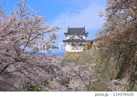 津山城　備中櫓と満開の桜 114370420