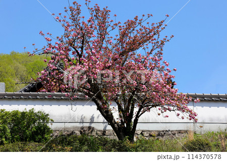 高梁市の市街地の散策 八重桜 武家屋敷 石火矢町ふるさと村 高梁市の市街地の散策 八重桜 武家屋敷 石火矢町ふるさと村 114370578
