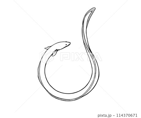 円状のウナギのシンプルな線画イラスト 114370671