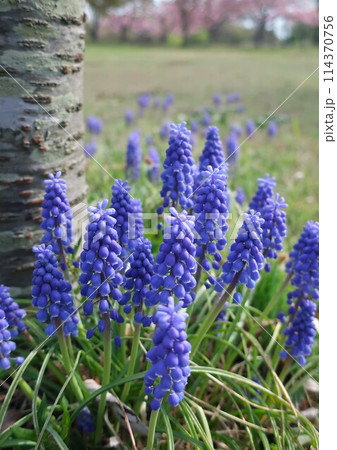 ムスカリの花咲く風景 ムスカリの花咲く風景 114370756