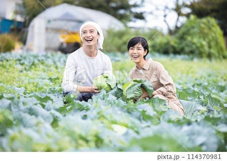 畑で野菜を収穫する男女 畑で野菜を収穫する男女 114370981