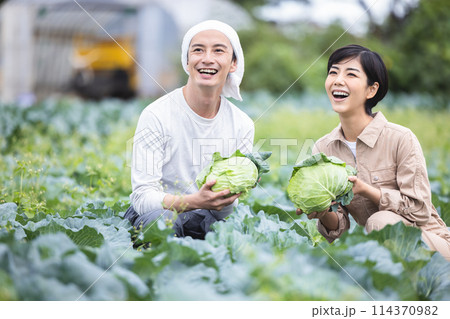 畑で野菜を収穫する男女 畑で野菜を収穫する男女 114370982