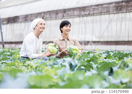 畑で野菜を収穫する男女 畑で野菜を収穫する男女 114370990