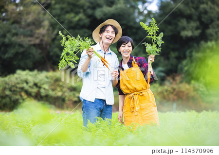 畑で野菜を収穫する男女 114370996