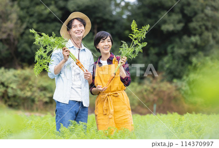 畑で野菜を収穫する男女 114370997