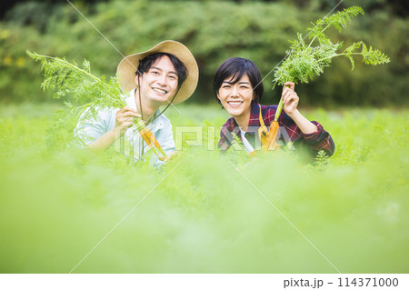 畑で野菜を収穫する男女 畑で野菜を収穫する男女 114371000