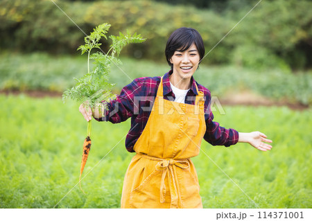 畑で野菜を収穫する女性 畑で野菜を収穫する女性 114371001