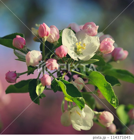 A beautifully blossoming fruit tree - an apple tree. White flowers in nature and spring time. Background for May. 114371045