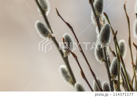 Willow branches with catkins on blurred background. Close up. Willow branches with catkins on blurred background. Close up. 114371177
