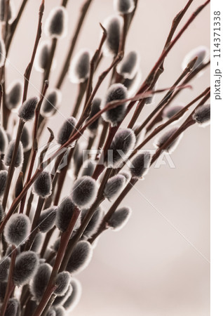 Pussy willow twigs with catkins on a blurred background Pussy willow twigs with catkins on a blurred background 114371338