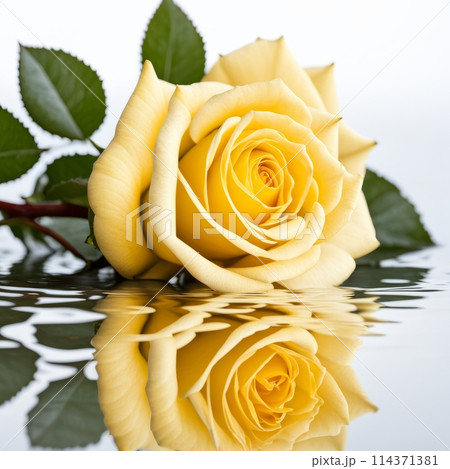 Yellow rose with reflection on white background.のイラスト素材 [114371381] - PIXTA