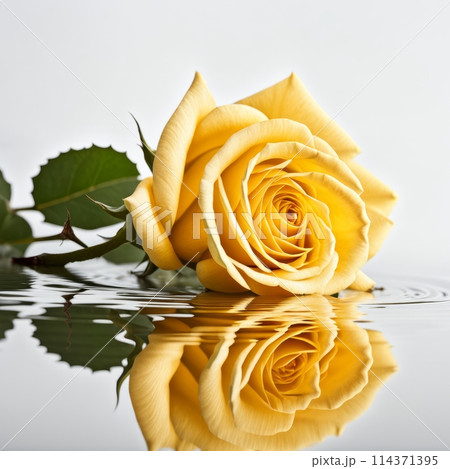 Yellow rose with reflection on white background.のイラスト素材 [114371395] - PIXTA