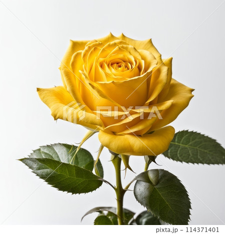 Yellow rose with reflection on white background.のイラスト素材 [114371401] - PIXTA
