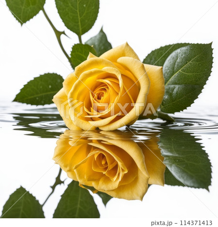 Yellow rose with reflection on white background.のイラスト素材 [114371413] - PIXTA