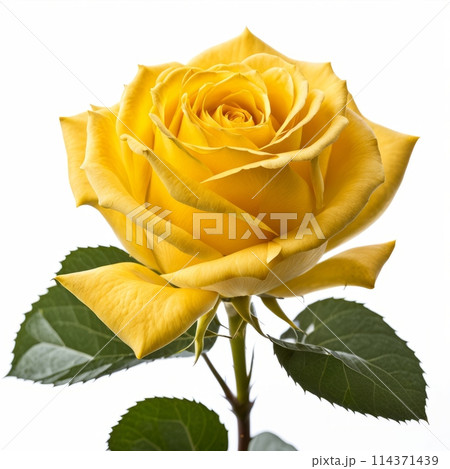 Yellow rose with reflection on white background. 114371439