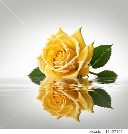 Yellow rose with reflection on white background.のイラスト素材 [114371464] - PIXTA