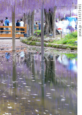 愛知県津島市　天王川公園の藤棚と花筏 114371491