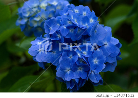 青い紫陽花 青い紫陽花 114371512