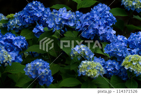 青い紫陽花 青い紫陽花 114371526