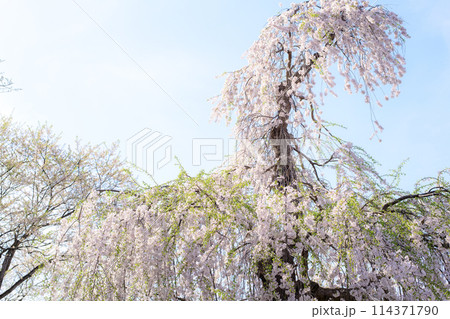 烏帽子山公園　見返り桜　山形県　　 114371790